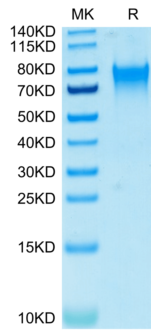 SDS-PAGE gel of Biotinylated Human Nectin-3/CD113 Protein 4105