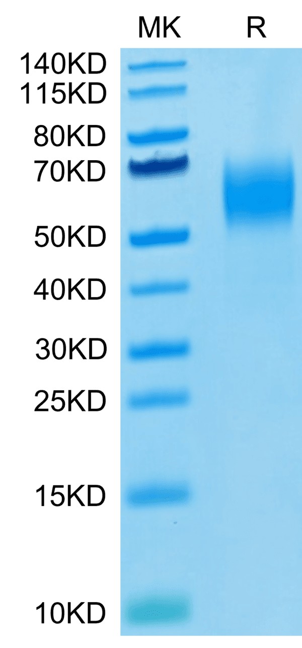 SDS-PAGE gel of Biotinylated Human Nectin-1/PVRL1/CD111 Protein 4106