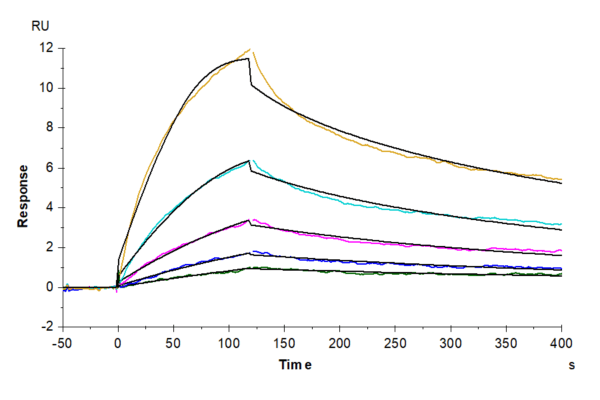 SPR with Biotinylated Human LAIR2/CD306 Protein 4109