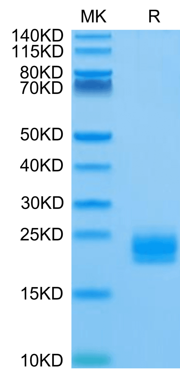 SDS-PAGE gel of Biotinylated Human LAIR2/CD306 Protein 4109