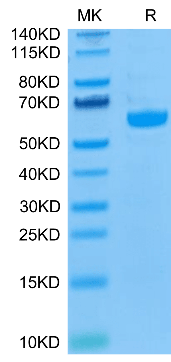 SDS-PAGE gel of Biotinylated Human LAG3/CD223 Protein 4112