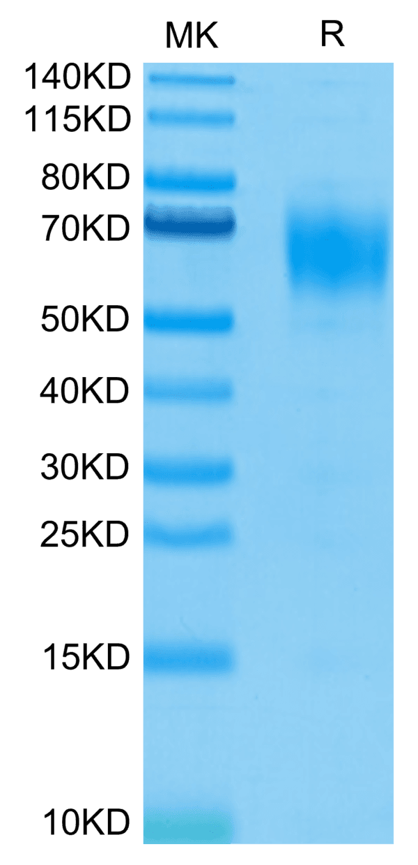 SDS-PAGE gel of Biotinylated Human IL-13Ra1 Protein 4113