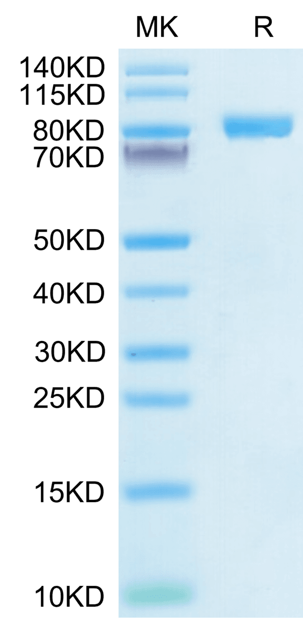 SDS-PAGE gel of Human IL-6 R alpha/CD126 Protein 4114