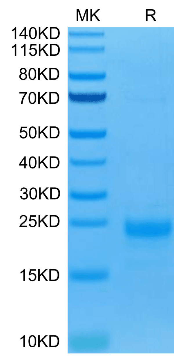 SDS-PAGE gel of Biotinylated Human IL-5 Protein 4118