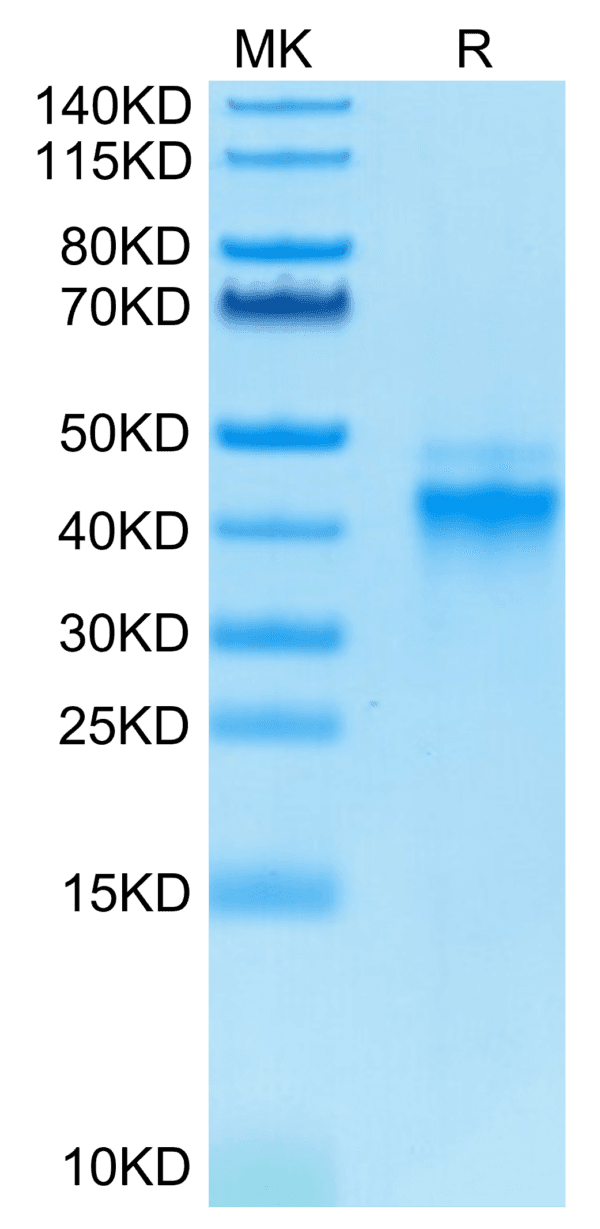 SDS-PAGE gel of Biotinylated Human IL-12 Protein 4125