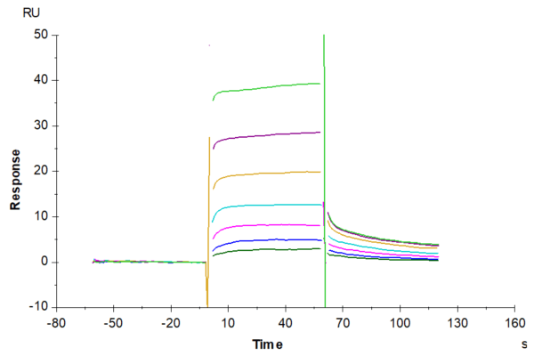 SPR with Biotinylated Human FcRn Protein 4138