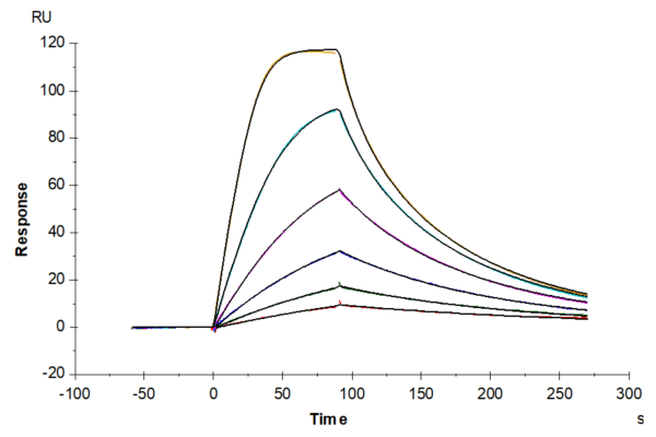 SPR with Mouse GM-CSF R alpha Protein 4145