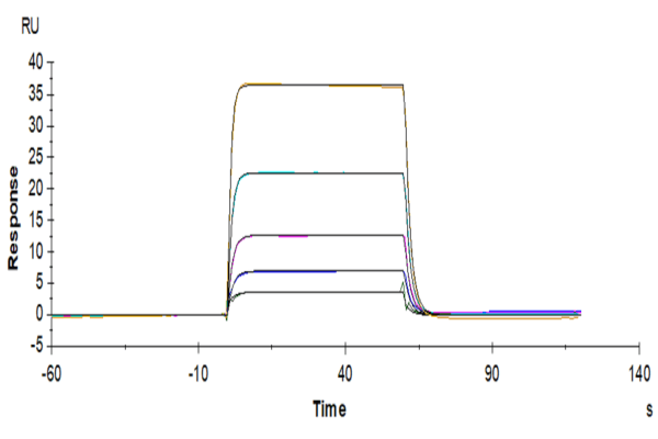 SPR with Biotinylated Human DNAM-1/CD226 Protein 4162