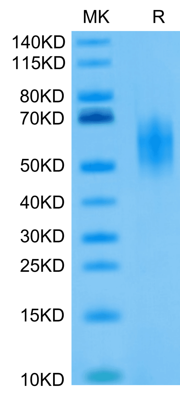 SDS-PAGE gel of Biotinylated Human DNAM-1/CD226 Protein 4162