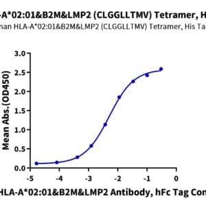 ELISA with Human HLA-A*02:01&B2M&LMP2 (CLGGLLTMV) Tetramer Protein 4173