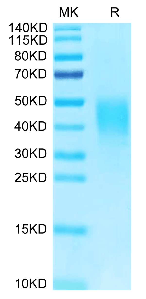 SDS-PAGE gel of Biotinylated Human CLEC12A/MICL/CLL-1 Protein 4176