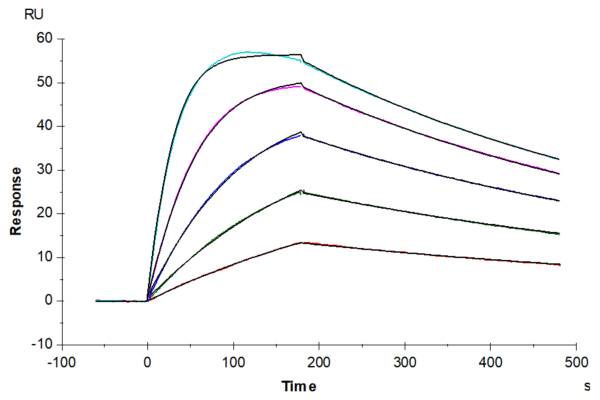 SPR with Biotinylated Human IL-18BP Protein 4178