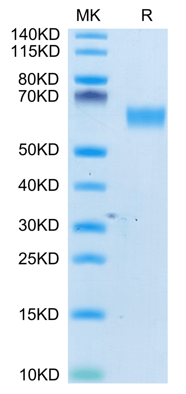SDS-PAGE gel of Human CD98 Protein 4182