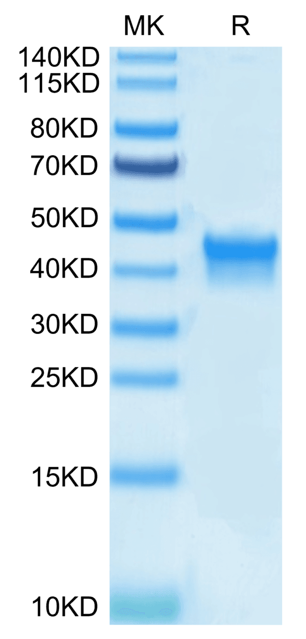 SDS-PAGE gel of Biotinylated Human IL-2 R alpha/CD25 Protein 4191