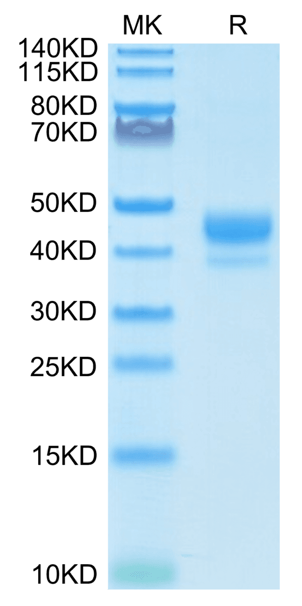 SDS-PAGE gel of Biotinylated Human CD3E/CD3 epsilon 1-27 Protein 4194