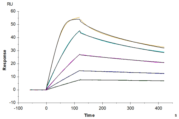 SPR with Human Ephrin-B2/EFNB2 Protein 4200