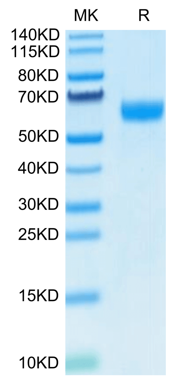 SDS-PAGE gel of Human Ephrin-B2/EFNB2 Protein 4200