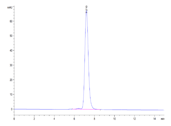 HPLC of Human IFN gamma R1/IFNGR1 Protein 4204