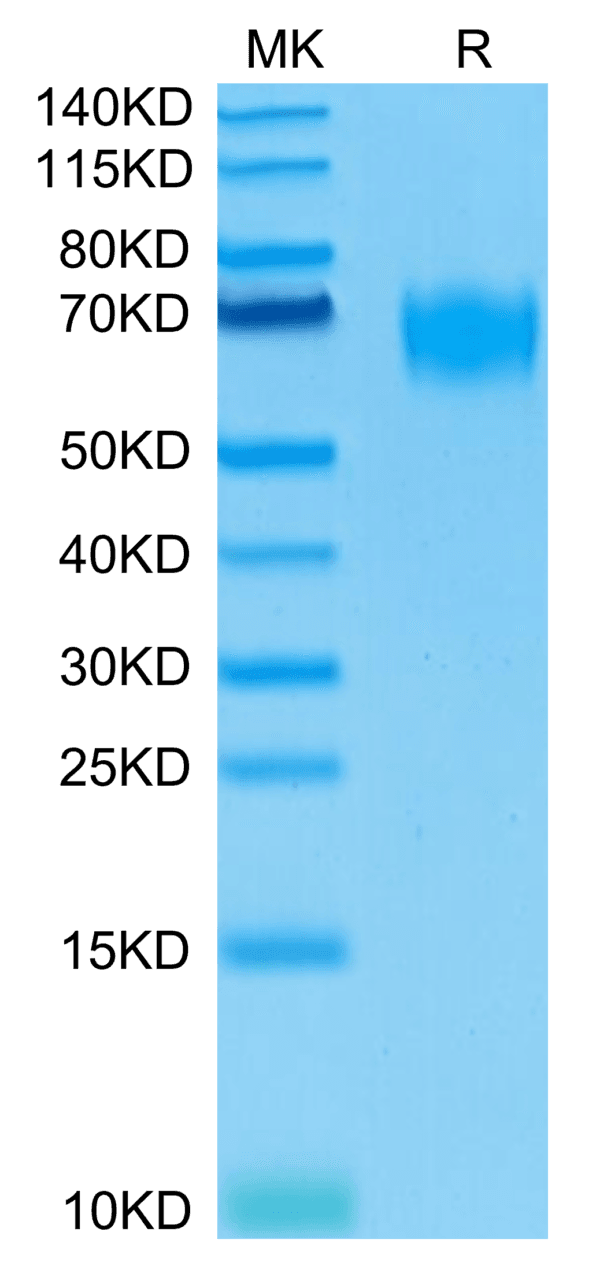 SDS-PAGE gel of Biotinylated Human CD155/PVR Protein 4209