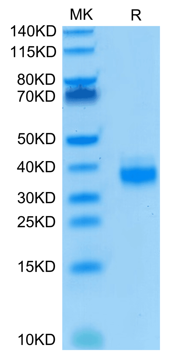 SDS-PAGE gel of Biotinylated Human EpCAM/TROP1 Protein 4213