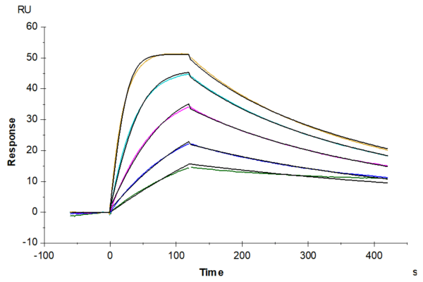 SPR with Biotinylated Human IL-18 R1/CD218a Protein 4219