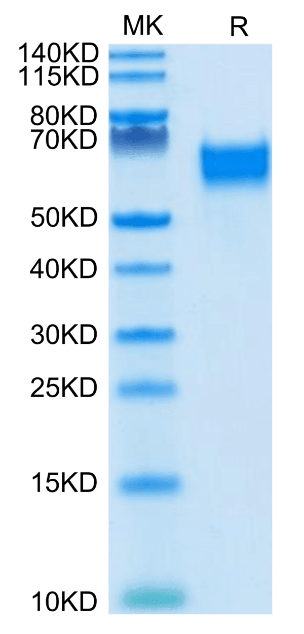 SDS-PAGE gel of Biotinylated Human IL-18 R1/CD218a Protein 4219