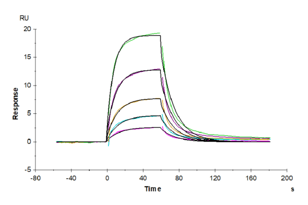 SPR with Biotinylated Human Serum Albumin Protein 4222