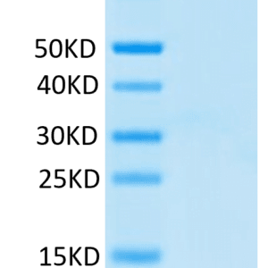 SDS-PAGE gel of Human CCL20 Protein 4237