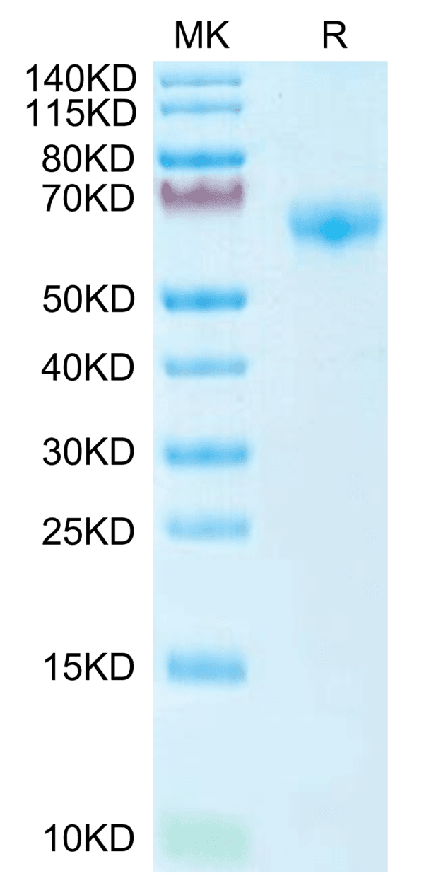 SDS-PAGE gel of Mouse PD-1/PDCD1 Protein 4249