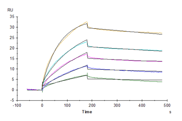 SPR with Biotinylated Human Claudin 6 Protein-VLP 4250