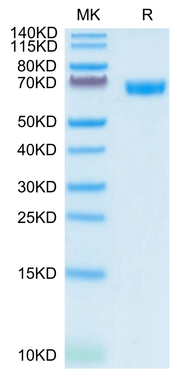 SDS-PAGE gel of Human CD200/OX-2 Protein 4251