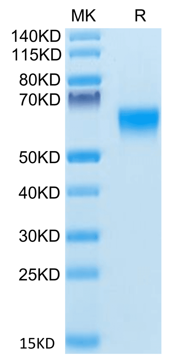 SDS-PAGE gel of Human BACE-1 Protein 4253