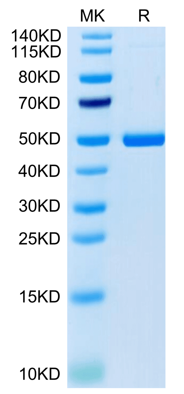 SDS-PAGE gel of Cynomolgus 4-1BB Ligand/TNFSF9 Protein 4258