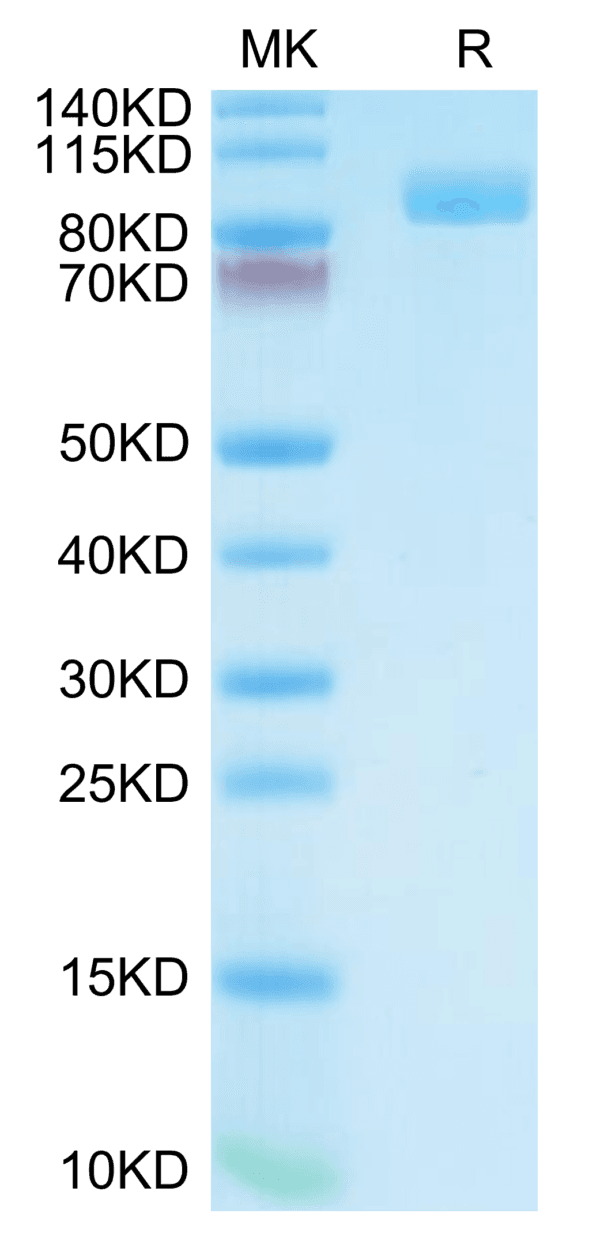 SDS-PAGE gel of Cynomolgus PSMA/FOLH1 Protein 4262