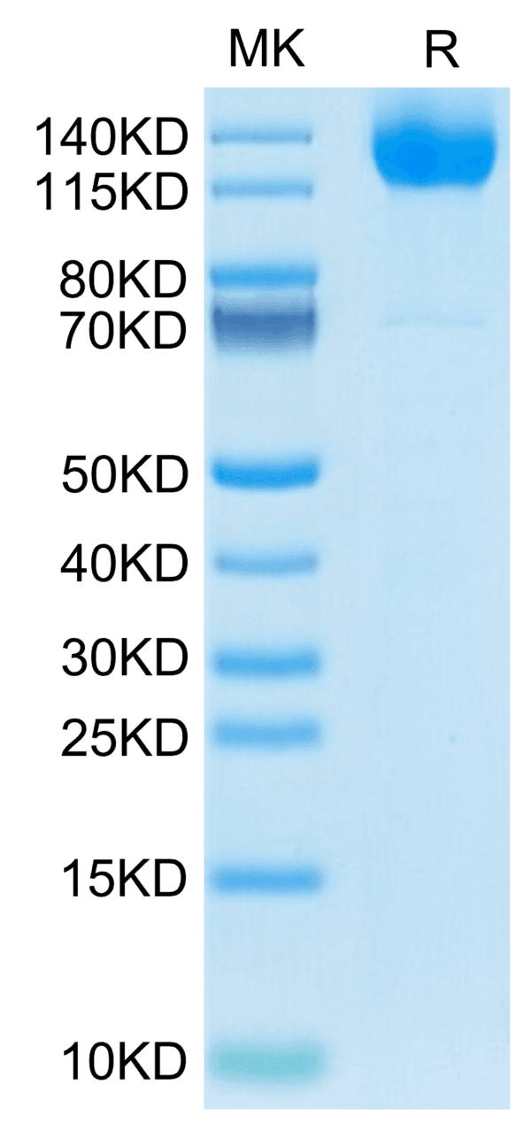 SDS-PAGE gel of Human MERTK/Mer Protein 4265