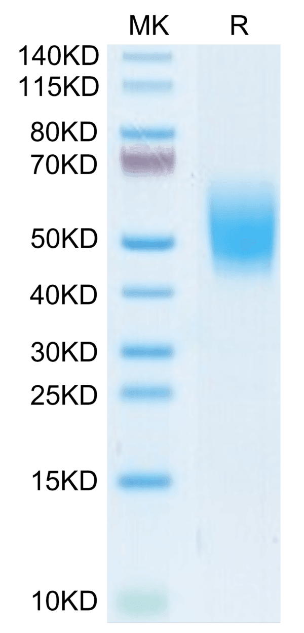 SDS-PAGE gel of Cynomolgus DNAM-1/CD226 Protein 4266
