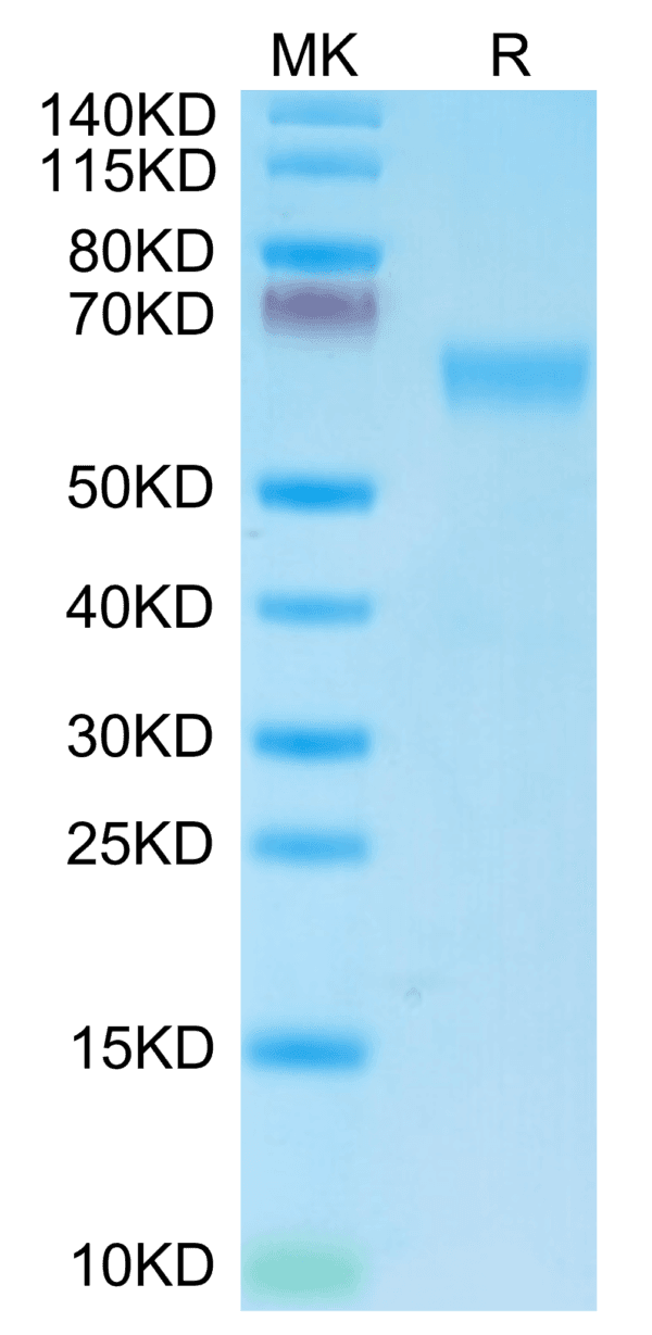 SDS-PAGE gel of Mouse NKG2A&CD94 Protein 4267