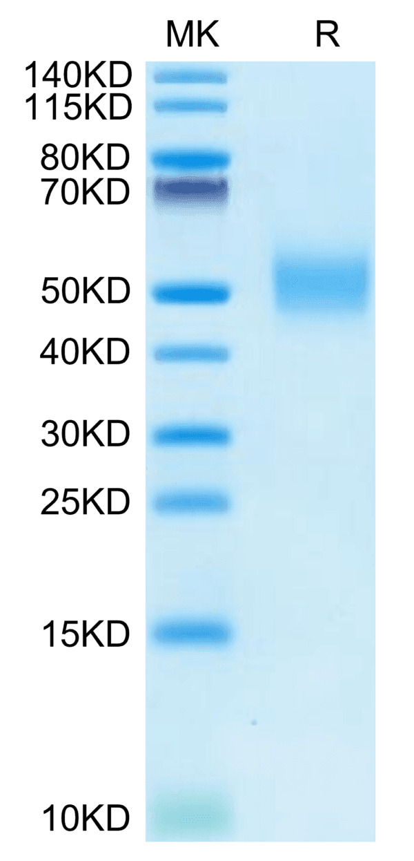 SDS-PAGE gel of Rhesus macaque CD155/PVR Protein 4268