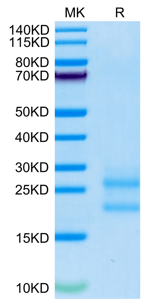 SDS-PAGE gel of Biotinylated Mouse IL-17A/CTLA-8 Protein 4305