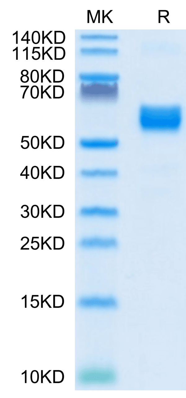 SDS-PAGE gel of Human NKG2A/CD159a Protein 4311
