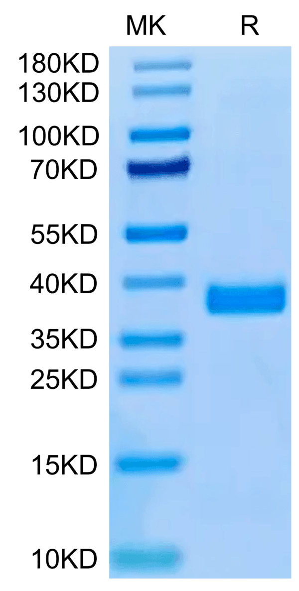 SDS-PAGE gel of Human APOE3/Apolipoprotein E Protein 4315