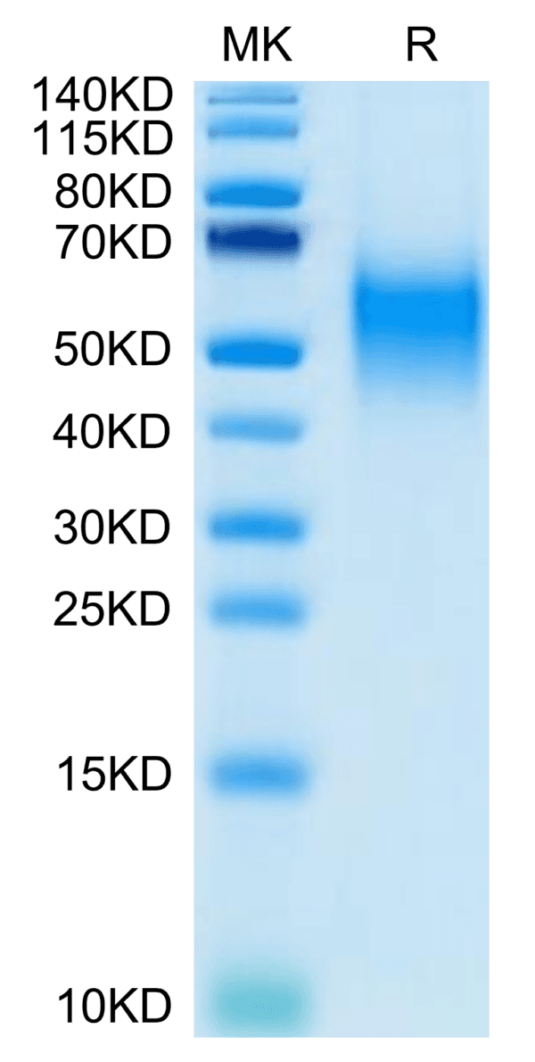 SDS-PAGE gel of Biotinylated Human B7-1/CD80 Protein 4321