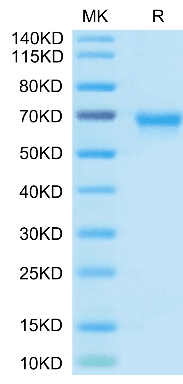 SDS-PAGE gel of Biotinylated Human OX40/TNFRSF4/CD134 Protein (Primary  4323