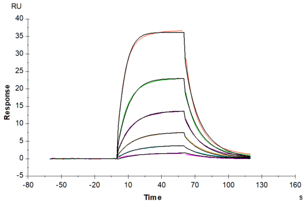 SPR with Human Alkaline phosphatase (Intestinal type) /ALPI Protein 4324