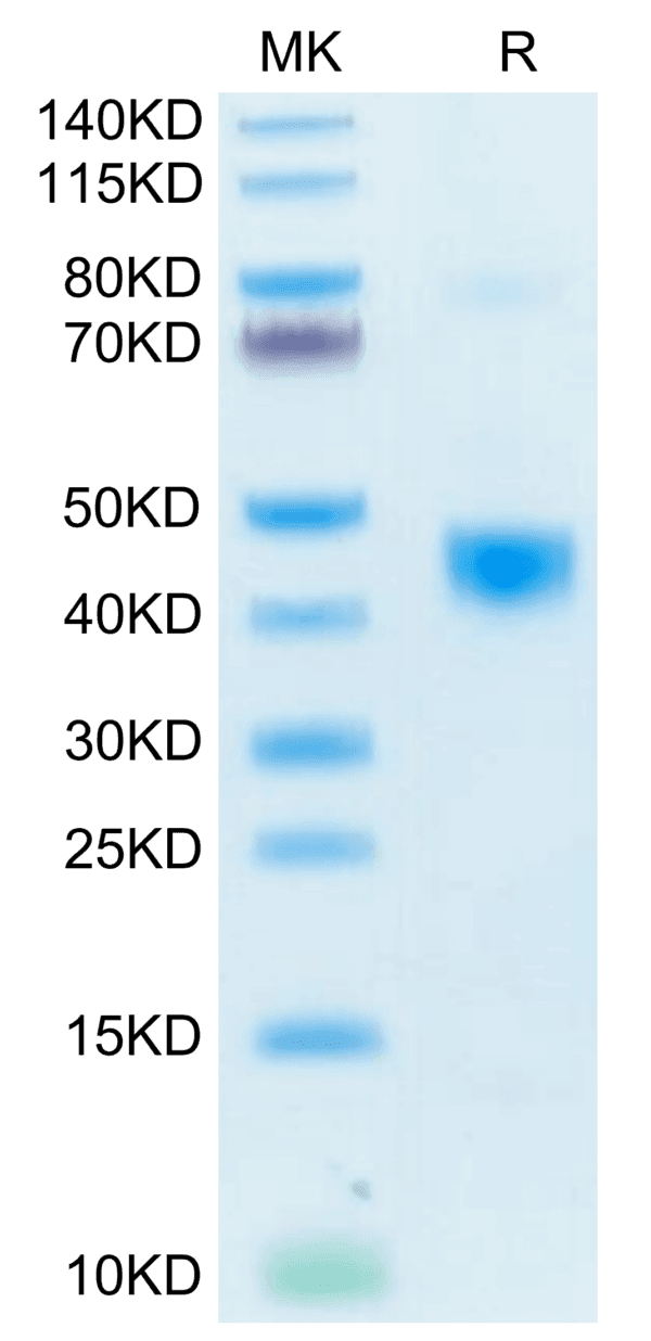 SDS-PAGE gel of Biotinylated Human LAP (TGF beta 1) Protein 4330