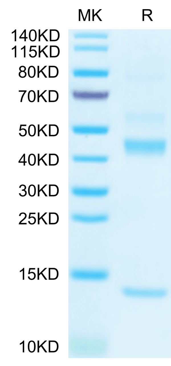 SDS-PAGE gel of Biotinylated Human Latent TGF beta 1/TGFB1 Protein 4331