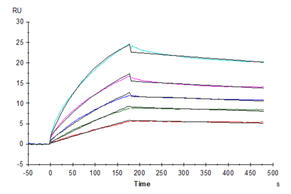 SPR with Biotinylated Human HLA-G&B2M&Peptide (RIIPRHLQL) Tetramer Prot 4334