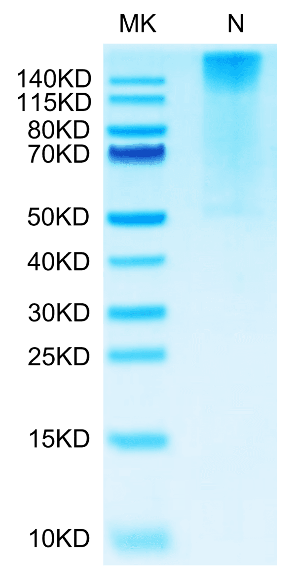 SDS-PAGE gel of Biotinylated Human HLA-G&B2M&Peptide (RIIPRHLQL) Tetram 4334