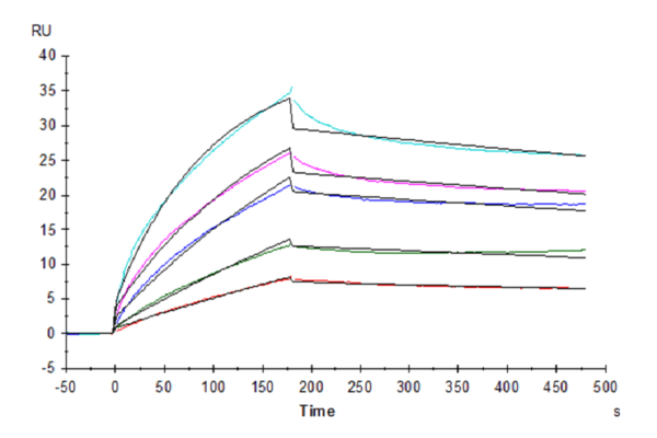 SPR with Human HLA-G&B2M&Peptide (RIIPRHLQL) Tetramer Protein 4335