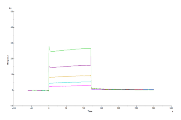 SPR with Human HLA-G&B2M&Peptide (RIIPRHLQL) Tetramer Protein 4335